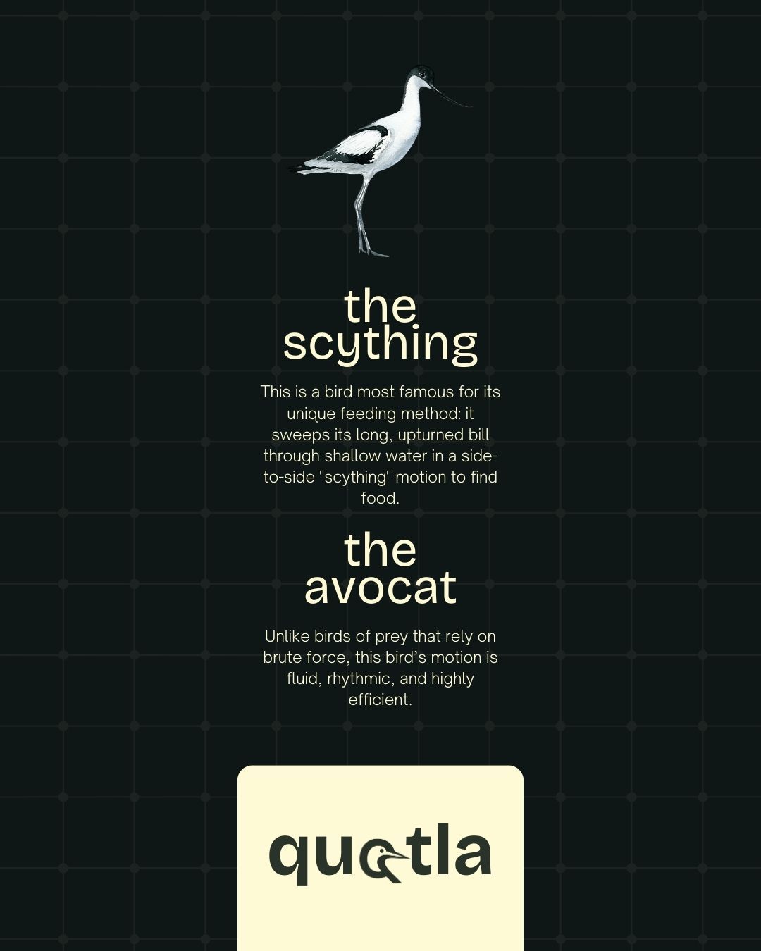 Quotla brand guide